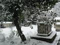 Snow, St Alfege churchyard, Greenwich P1070333